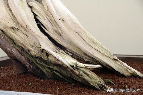 2019全国精品盆景展特等奖作品高清大图赏析